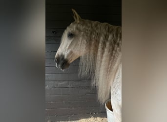 Andaluces, Caballo castrado, 10 años, Palomino