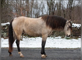 Andaluces, Caballo castrado, 11 años, 147 cm, Buckskin/Bayo