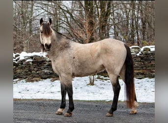 Andaluces, Caballo castrado, 11 años, 147 cm, Buckskin/Bayo