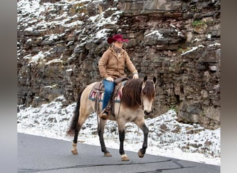 Andaluces, Caballo castrado, 11 años, 147 cm, Buckskin/Bayo