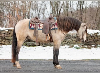 Andaluces, Caballo castrado, 11 años, 147 cm, Buckskin/Bayo