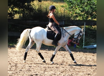 Andaluces Mestizo, Caballo castrado, 11 años, 152 cm, Tordo