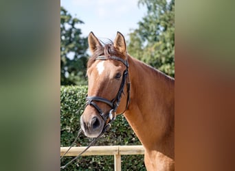 Andaluces Mestizo, Caballo castrado, 11 años, 155 cm, Castaño