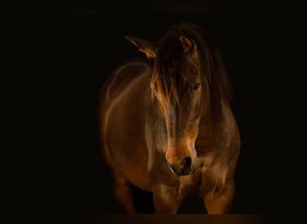 Andaluces, Caballo castrado, 11 años, 155 cm, Castaño oscuro