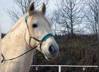 Andaluces Mestizo, Caballo castrado, 11 años, 156 cm