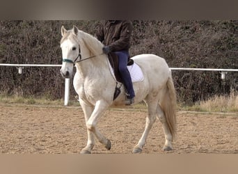Andaluces Mestizo, Caballo castrado, 11 años, 156 cm, Tordo