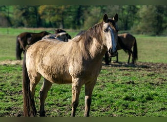 Andaluces, Caballo castrado, 11 años, 158 cm