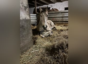 Andaluces, Caballo castrado, 11 años, 158 cm