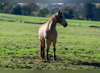 Andaluces, Caballo castrado, 11 años, 158 cm