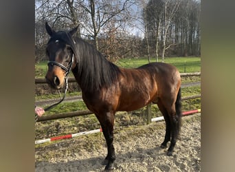 Andaluces, Caballo castrado, 11 años, 158 cm, Castaño oscuro