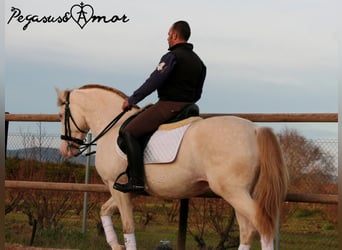 Andaluces, Caballo castrado, 11 años, 158 cm, Perlino