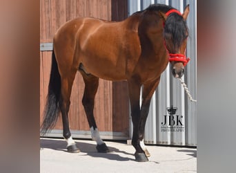 Andaluces, Caballo castrado, 11 años, 159 cm, Castaño