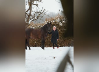 Andaluces, Caballo castrado, 11 años, 162 cm, Morcillo