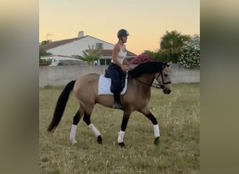 Andaluces, Caballo castrado, 11 años, 163 cm, Bayo