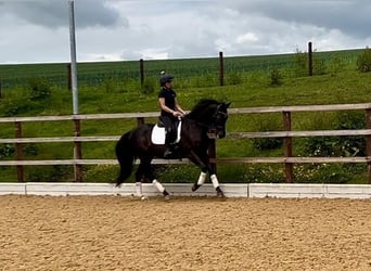 Andaluces, Caballo castrado, 11 años, 163 cm, Negro