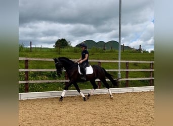 Andaluces, Caballo castrado, 11 años, 163 cm, Negro