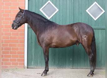 Andaluces, Caballo castrado, 11 años, 163 cm, Negro