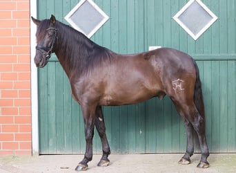 Andaluces, Caballo castrado, 11 años, 163 cm, Negro