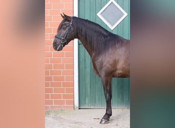 Andaluces, Caballo castrado, 11 años, 163 cm, Negro