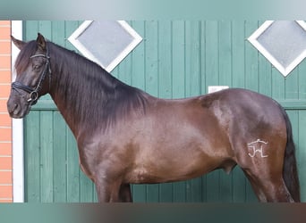 Andaluces, Caballo castrado, 11 años, 163 cm, Negro