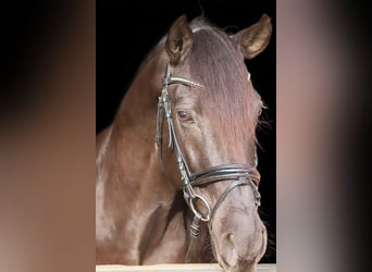 Andaluces, Caballo castrado, 11 años, 163 cm, Negro