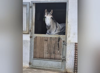 Andaluces, Caballo castrado, 11 años, 165 cm, Tordo picazo