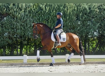 Andaluces, Caballo castrado, 11 años, 167 cm, Castaño