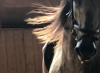 Andaluces, Caballo castrado, 11 años, 175 cm, Tordo rodado