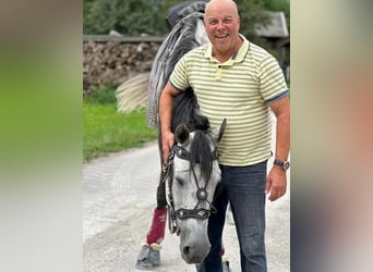 Andaluces, Caballo castrado, 11 años, 175 cm, Tordo rodado