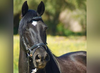 Andaluces Mestizo, Caballo castrado, 12 años, 147 cm, Negro