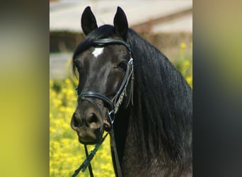Andaluces Mestizo, Caballo castrado, 12 años, 147 cm, Negro