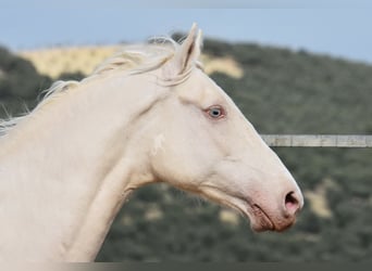 Andaluces, Caballo castrado, 12 años, 155 cm, Cremello