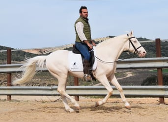 Andaluces, Caballo castrado, 12 años, 155 cm, Cremello