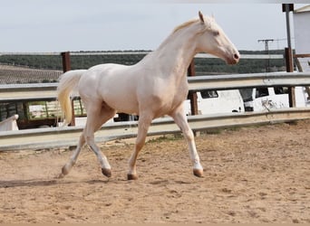 Andaluces, Caballo castrado, 12 años, 155 cm, Cremello