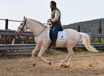 Andaluces, Caballo castrado, 12 años, 155 cm, Cremello