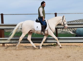 Andaluces, Caballo castrado, 12 años, 155 cm, Cremello