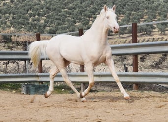 Andaluces, Caballo castrado, 12 años, 155 cm, Cremello