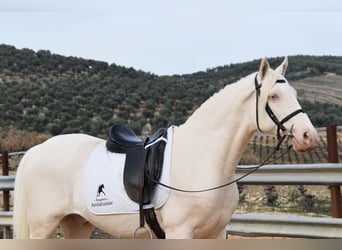 Andaluces, Caballo castrado, 12 años, 155 cm, Cremello