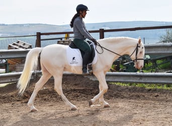 Andaluces, Caballo castrado, 12 años, 155 cm, Cremello