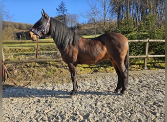 Andaluces, Caballo castrado, 12 años, 158 cm, Castaño oscuro