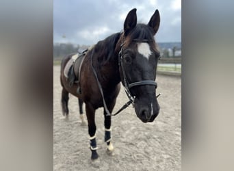 Andaluces, Caballo castrado, 12 años, 158 cm, Negro