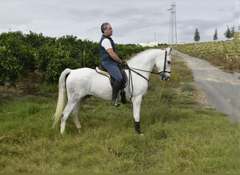Andaluces, Caballo castrado, 12 años, 160 cm, Tordo