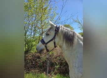 Andaluces Mestizo, Caballo castrado, 12 años, 163 cm, Tordo rodado