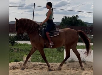 Andaluces, Caballo castrado, 12 años, 164 cm, Alazán-tostado