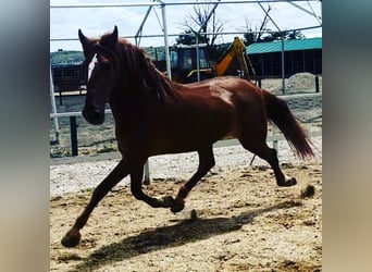 Andaluces, Caballo castrado, 12 años, 164 cm, Alazán-tostado