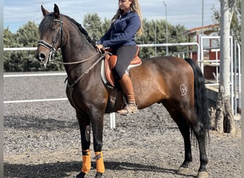 Andaluces, Caballo castrado, 12 años, 164 cm, Castaño