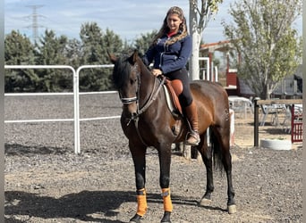 Andaluces, Caballo castrado, 12 años, 164 cm, Castaño