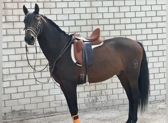 Andaluces, Caballo castrado, 12 años, 164 cm, Castaño