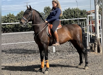 Andaluces, Caballo castrado, 12 años, 164 cm, Castaño