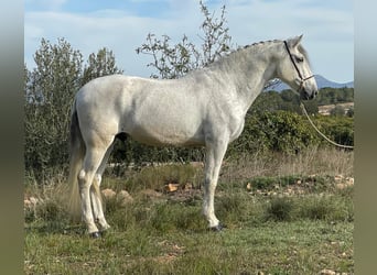 Andaluces, Caballo castrado, 12 años, 164 cm, Tordo rodado